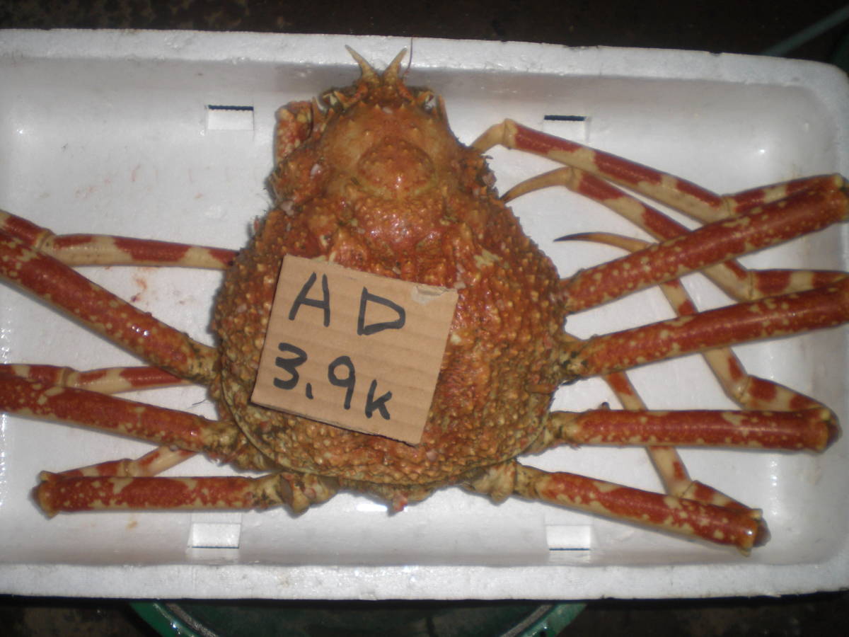 【1000円スタート】【和歌山産】　 タカアシガニ（約3.9ｋ）【訳有】　冷凍 　AD 北海北の味超特大活カニ堅オホーツク産訳なし花咲1尾2.1 4000円スタート和歌山産 和歌山産 - Yahoo!オークション 鳥取&frasl;境港〈着日指定可〉＜訳あり＞《冷凍》釜茹で紅ズワイガニ
