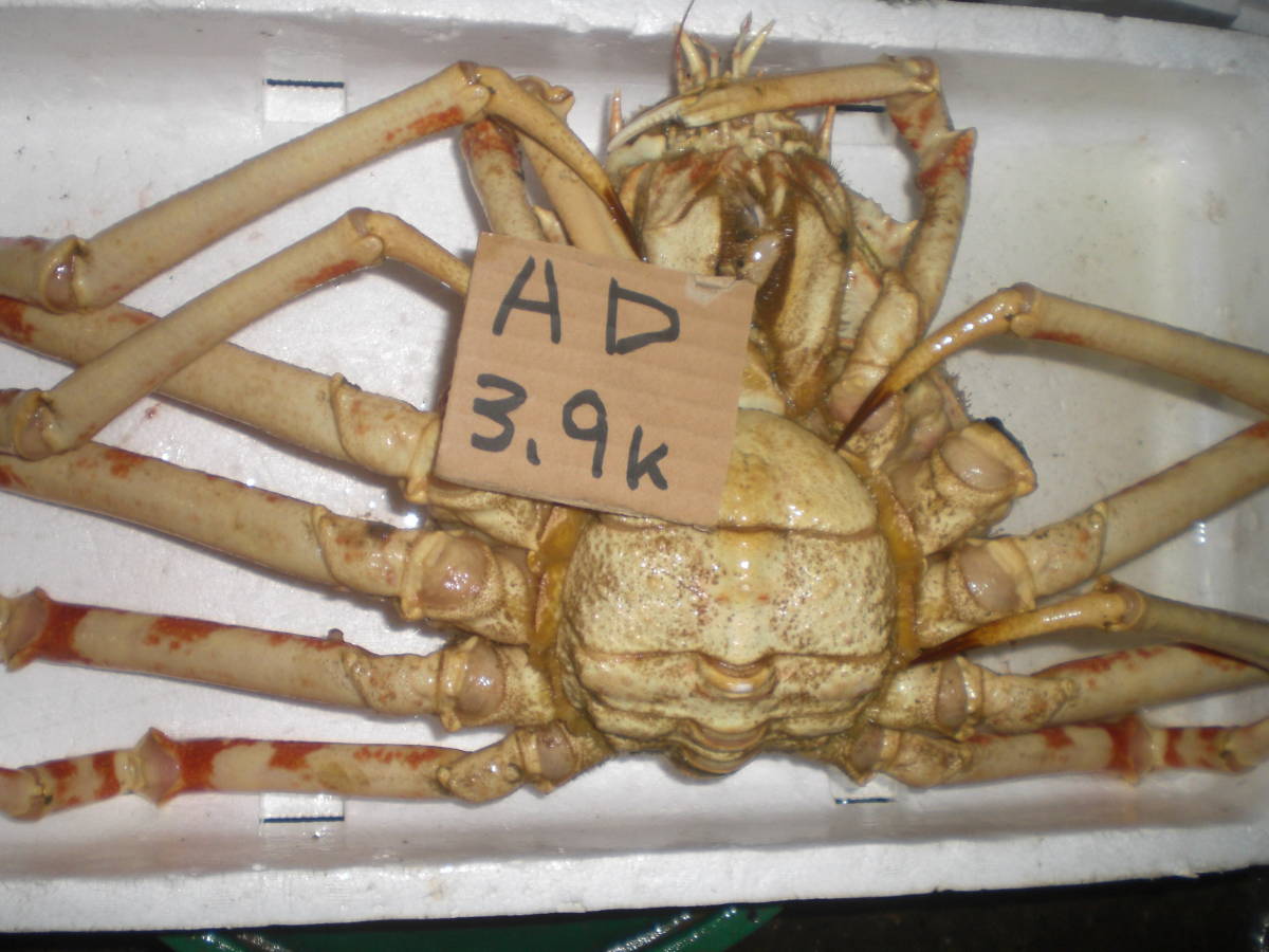 【1000円スタート】【和歌山産】　 タカアシガニ（約3.9ｋ）【訳有】　冷凍 　AD 北海北の味超特大活カニ堅オホーツク産訳なし花咲1尾2.1 4000円スタート和歌山産 和歌山産 - Yahoo!オークション 鳥取&frasl;境港〈着日指定可〉＜訳あり＞《冷凍》釜茹で紅ズワイガニ