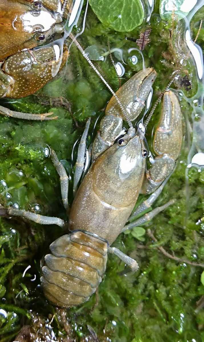 北海道産天然ニホンザリガニ 薄色抱卵個体 甲殻類 売買されたオークション情報 Yahooの商品情報をアーカイブ公開 オークファン Aucfan Com 北海道産天然ニホンザリガニ 薄色抱卵個体 甲殻類 売買されたオークション情報 Yahooの商品情報をアーカイブ公開 オークファン Aucfan Com