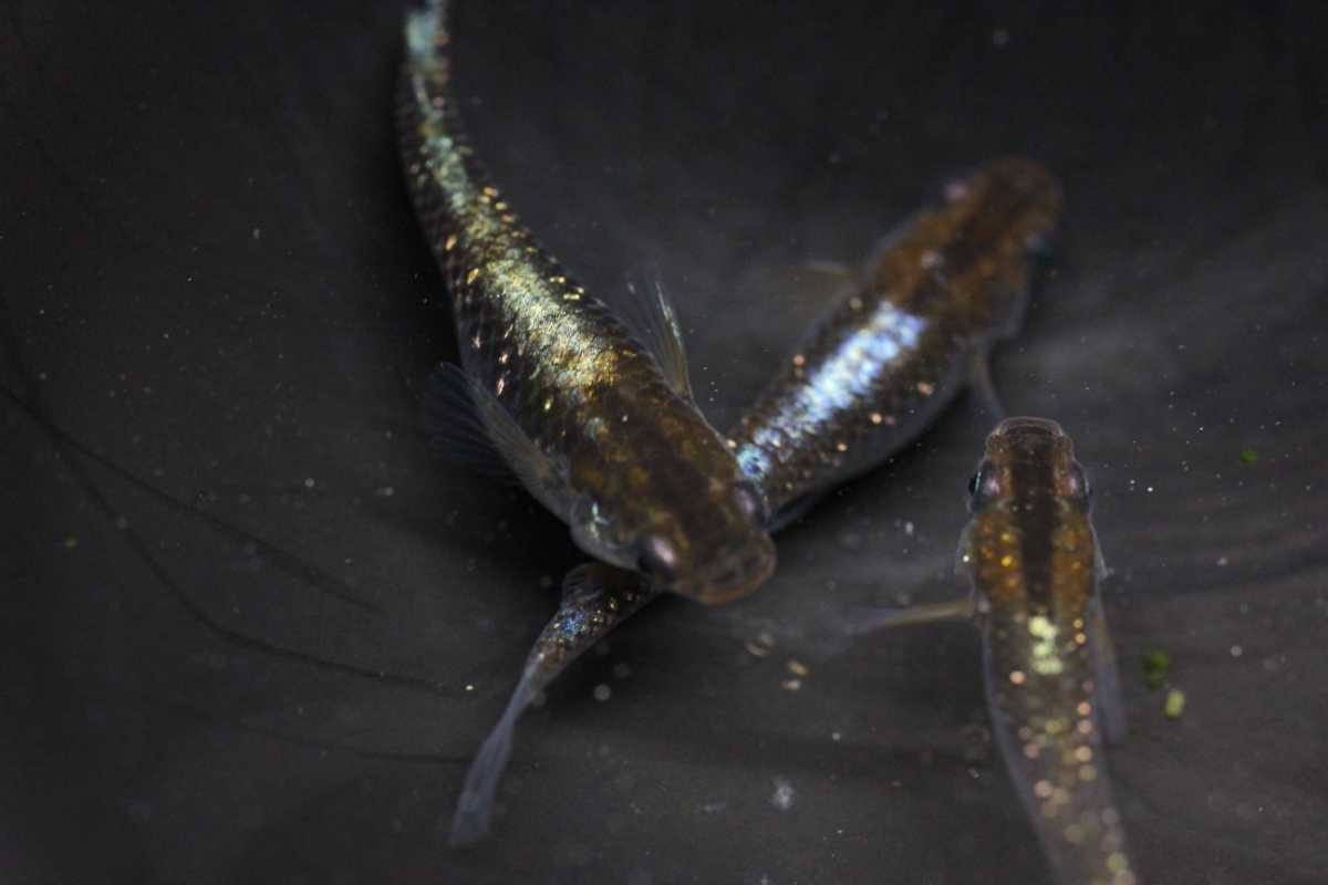 標本 ケンランカマキリ ペア Metallycus splendidus 【公式通販】