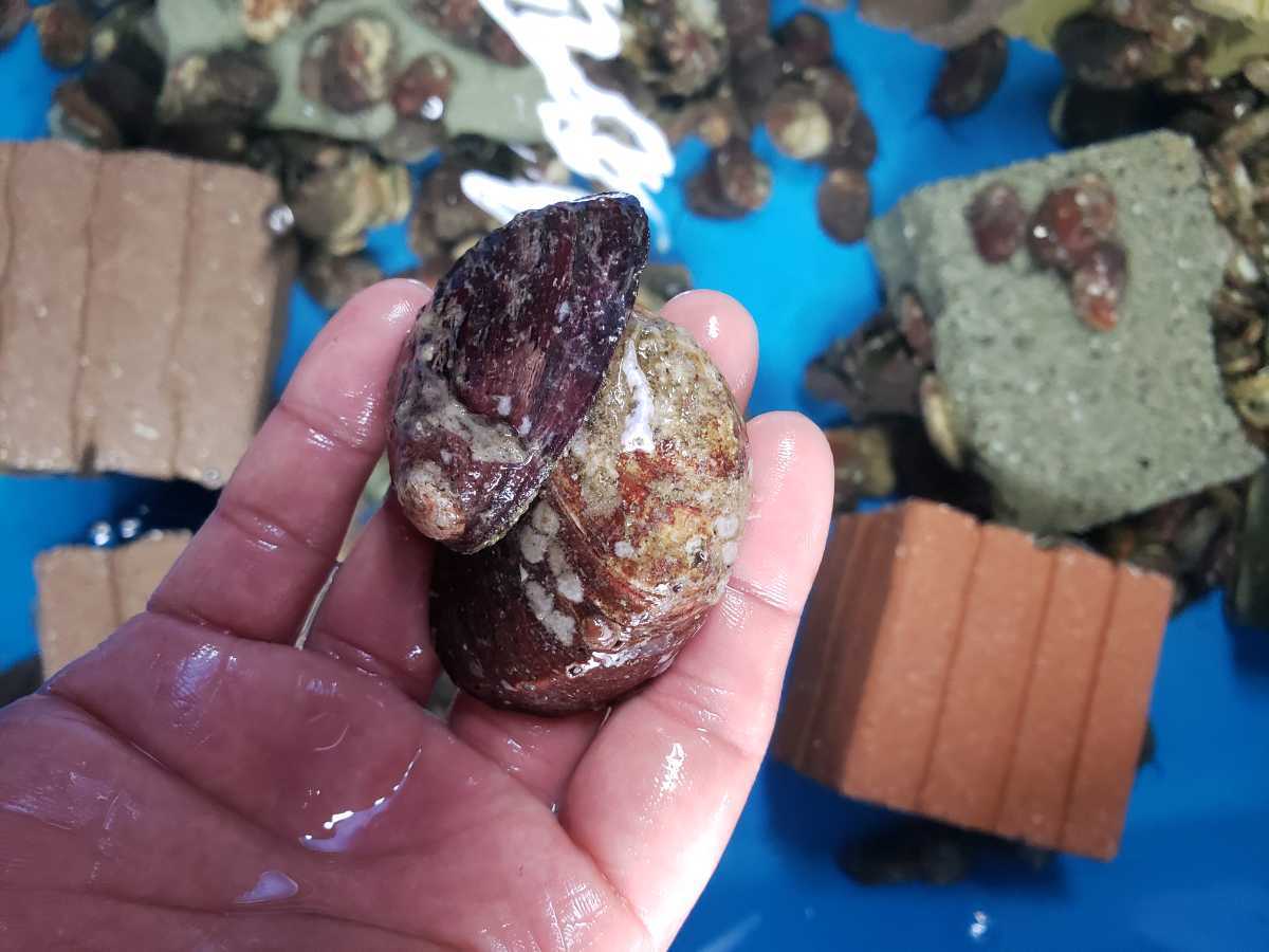 江戸前 活ホンビノス約３kg 千葉産 ほんびのす 貝