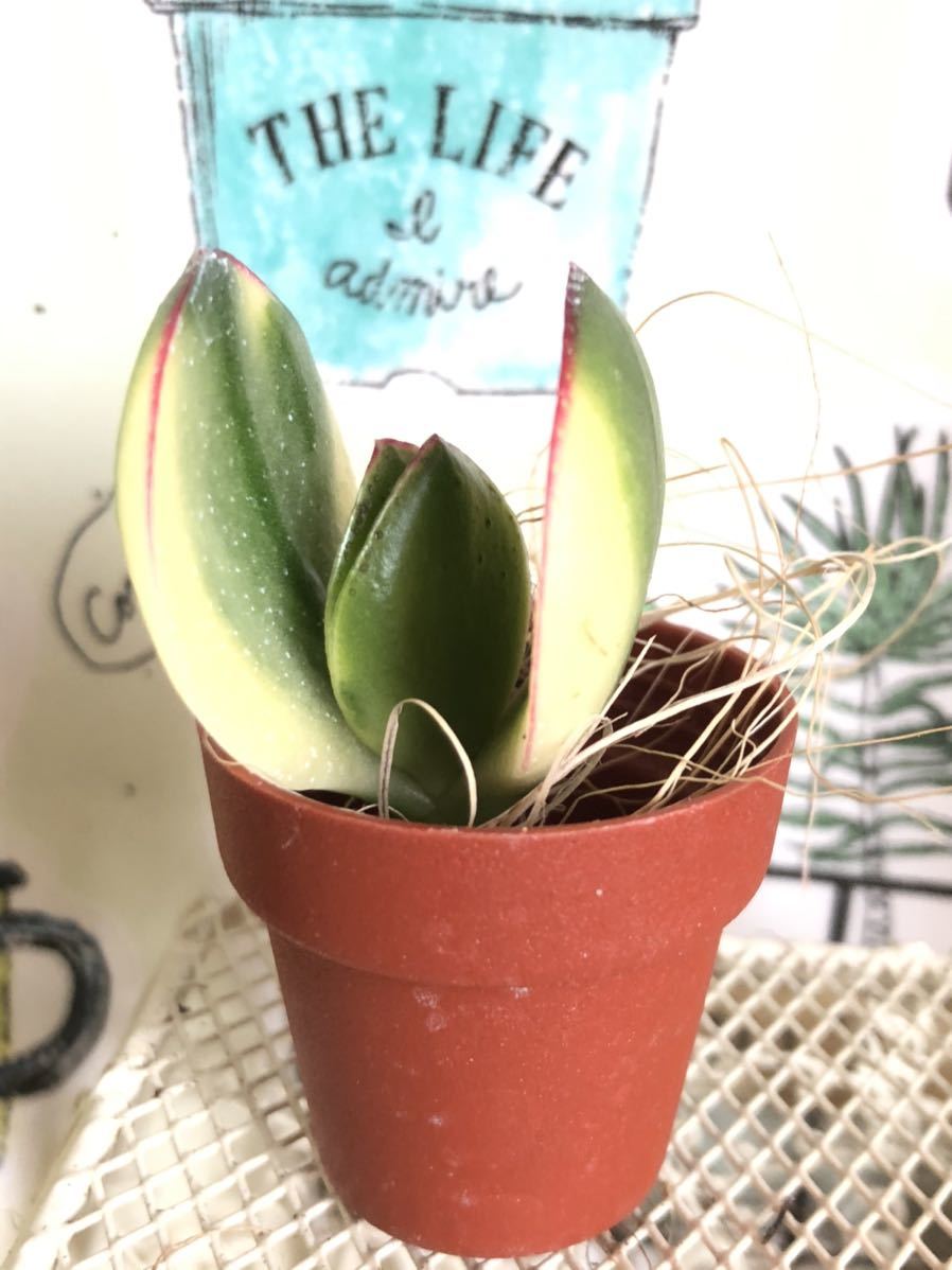 多肉植物 斑入り金のなる木 紅葉 花月錦 カット苗 可愛い寄せ植えに 送料７３円 サボテン 売買されたオークション情報 Yahooの商品情報をアーカイブ公開 オークファン Aucfan Com