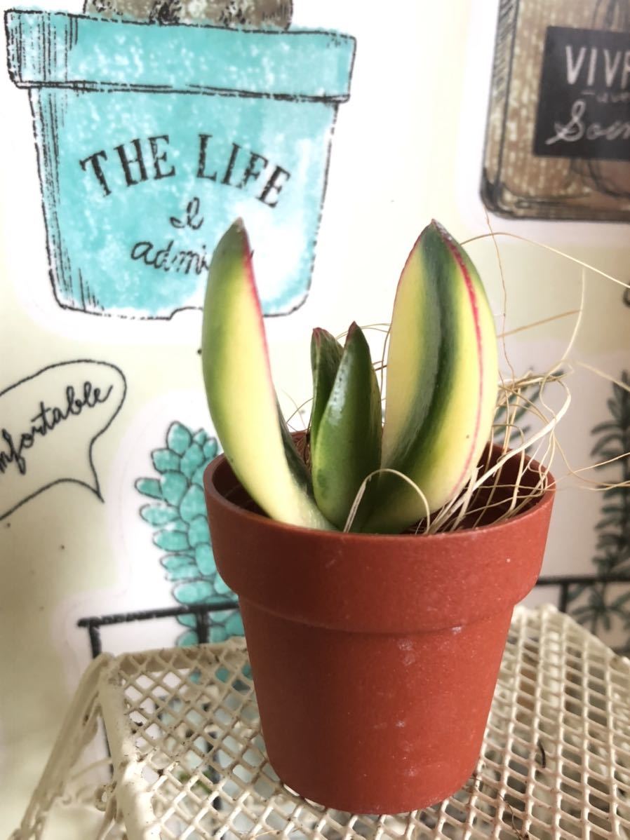 多肉植物 斑入り金のなる木 紅葉 花月錦 カット苗 可愛い寄せ植えに 送料７３円 サボテン 売買されたオークション情報 Yahooの商品情報をアーカイブ公開 オークファン Aucfan Com