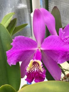 C. lueddemanniana lueddemannianaのYahoo!オークション(旧ヤフオク