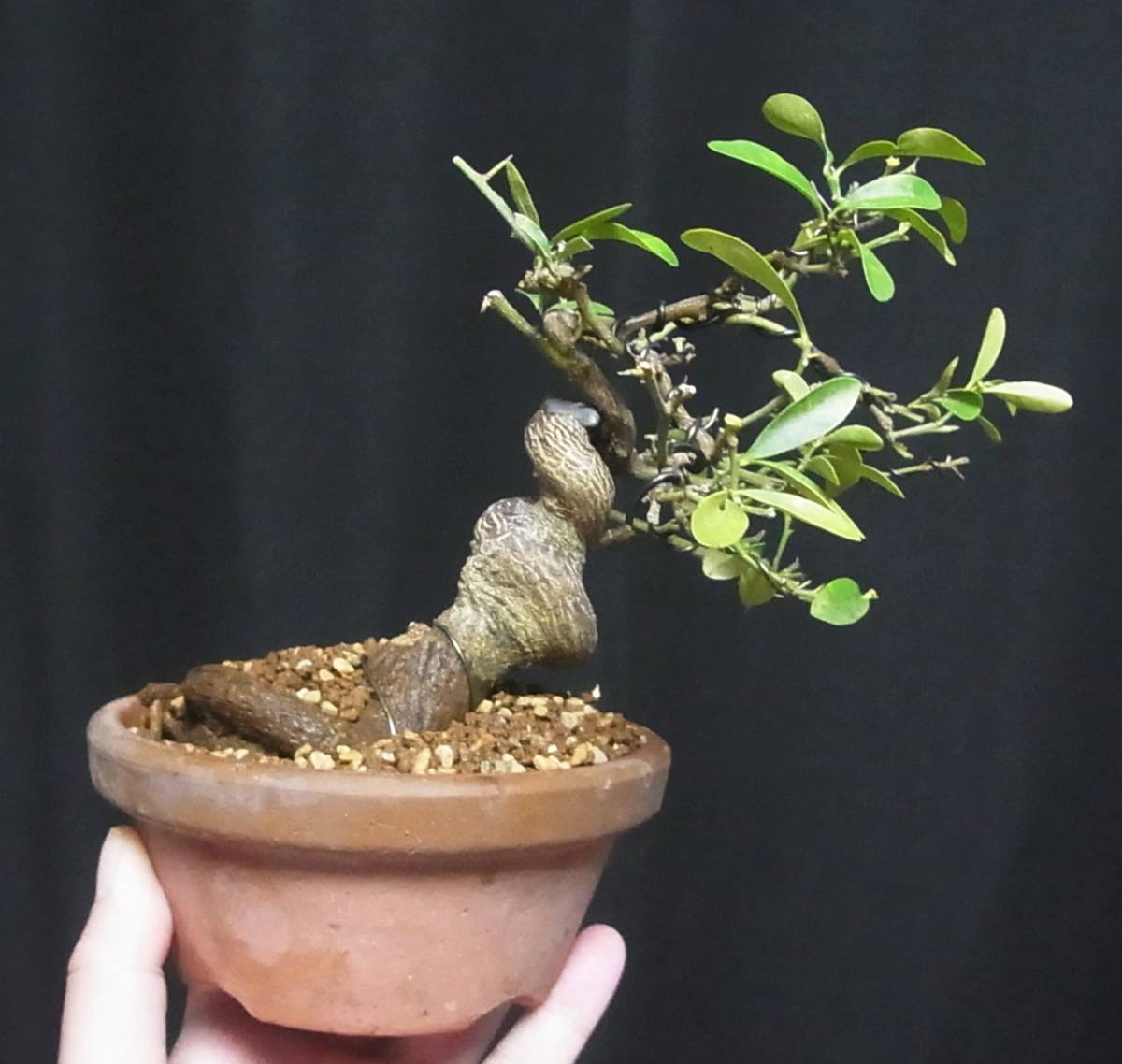 盆栽・苔玉 キンズ（持ち込み古い）盆栽