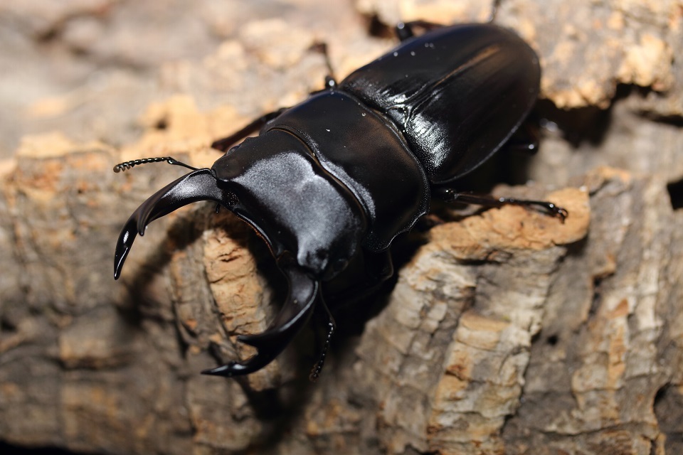 ☆貴重！！☆福島県産WF1オオクワガタ♂65.4mm×♀39.5mmペア