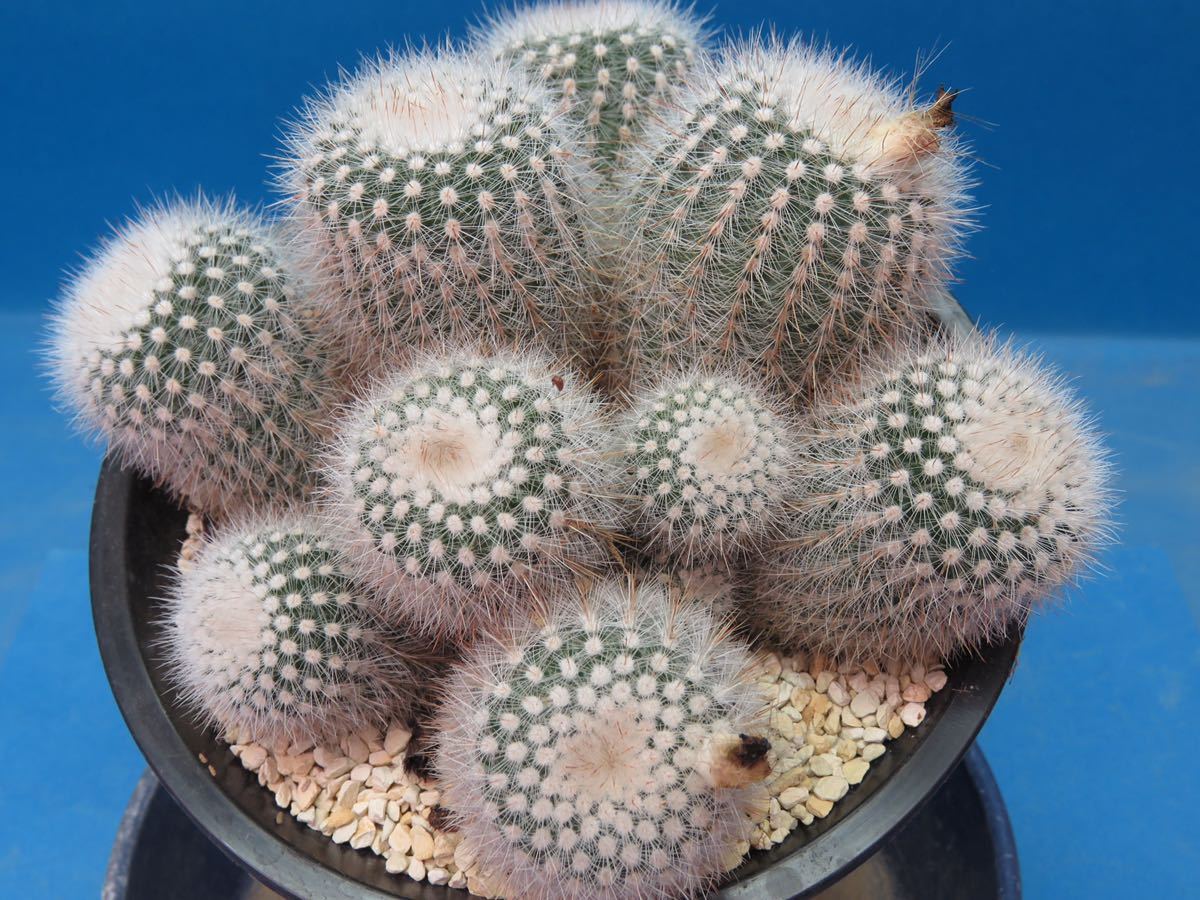 サボテン　#1 サボテン 多肉植物 182 ノトカクタス 小町 群生 【公式通販】