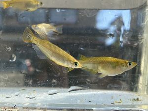 琉球メダカのYahoo!オークション(旧ヤフオク!)の相場・価格を見る  