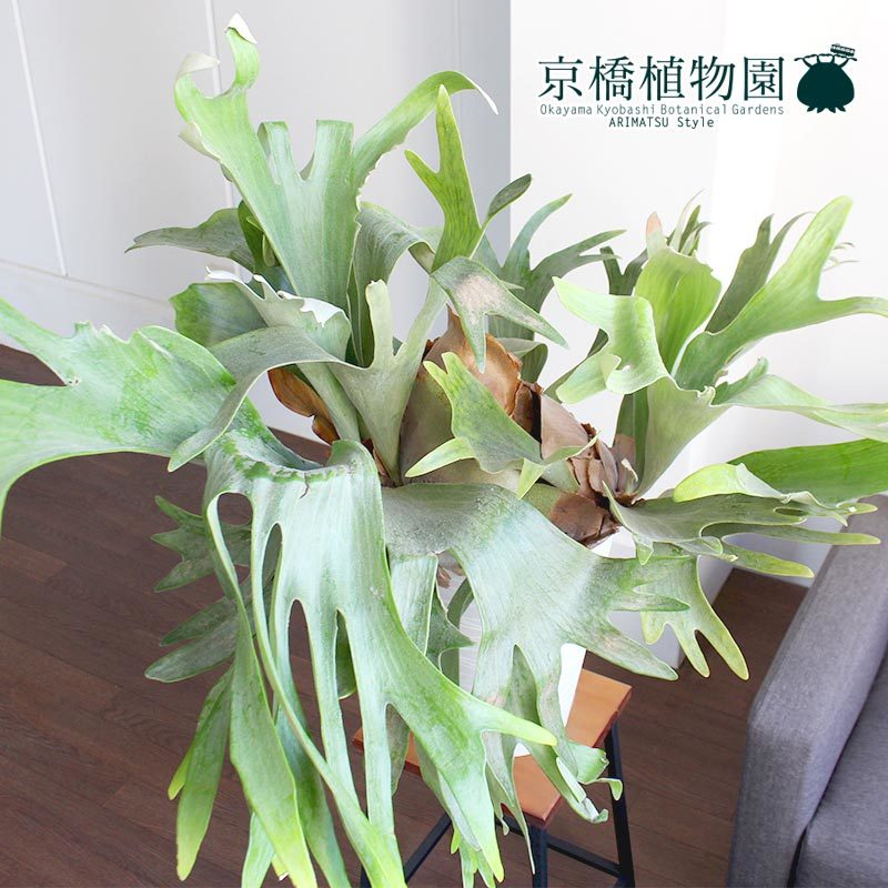 現品 コウモリラン/ビカクシダ アルシコルネ 特大株 8号 1 Platycerium