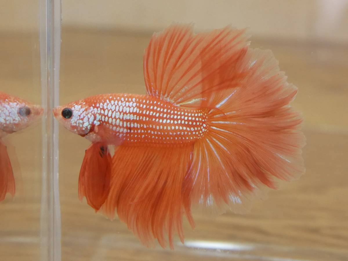 Betta ベタ オス | ショーベタ - MORE Male Plakat ベタ・sp
