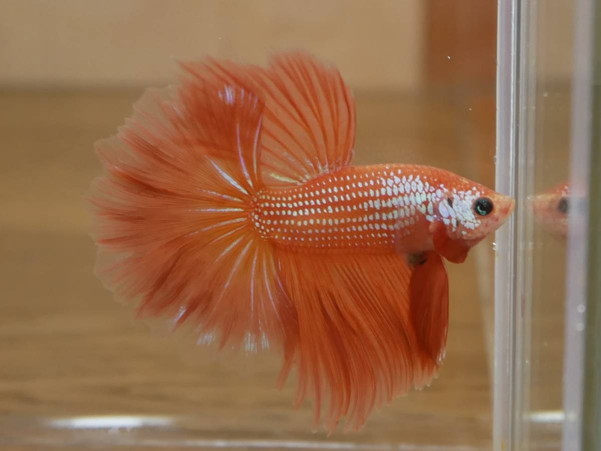 Betta ベタ オス | ショーベタ - MORE Male Plakat ベタ・sp