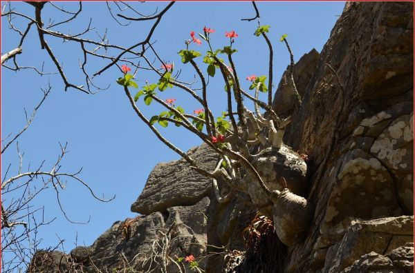 Pachypodium baronii var. windsorii パキポディウム ウィンゾリー