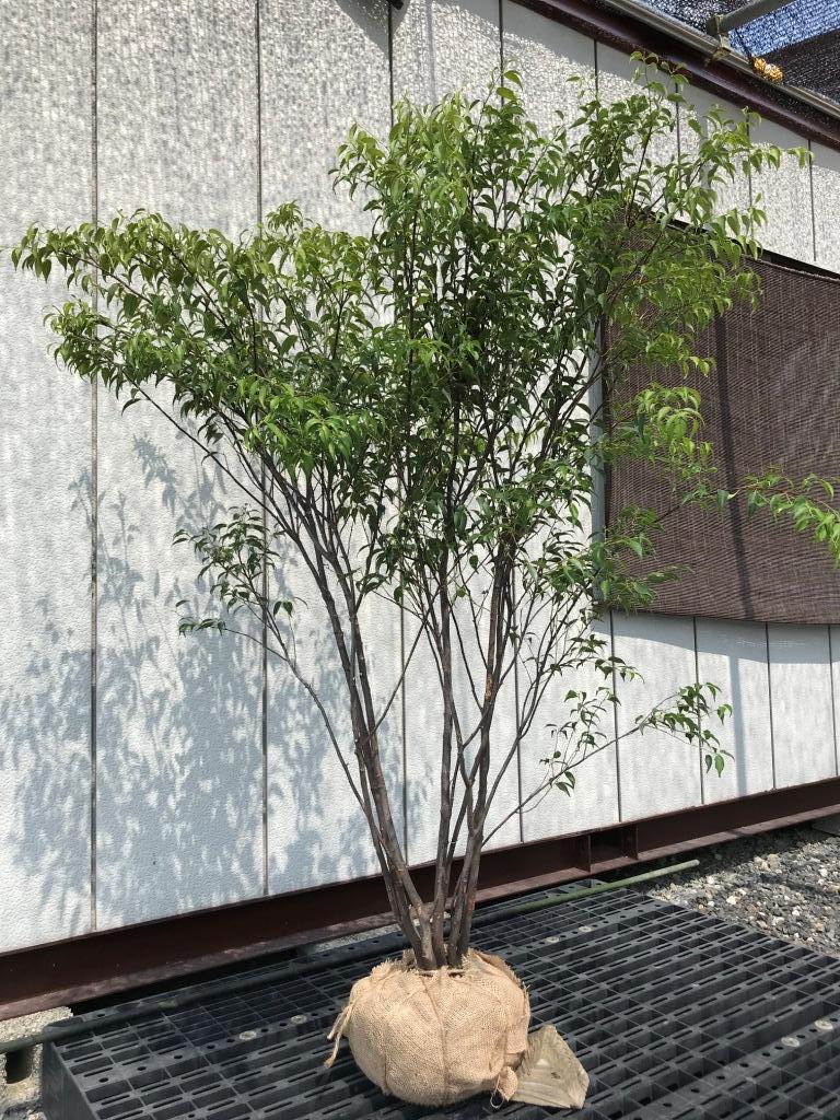 苗木 シマトネリコ 植木 支柱 ホームセンター シマトネリコ 植木 支柱