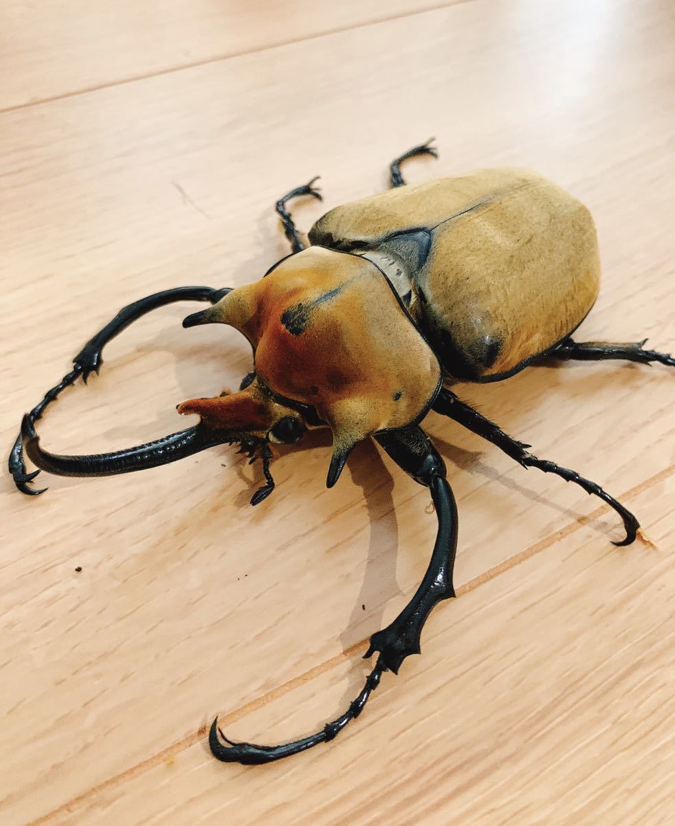 新成虫☆イイジマゾウカブト♂116mm♀72mmペア くわかぶプラネット
