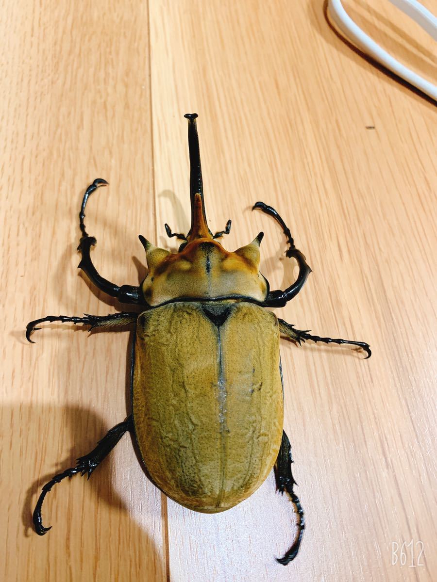 新成虫☆イイジマゾウカブト♂116mm♀72mmペア くわかぶプラネット