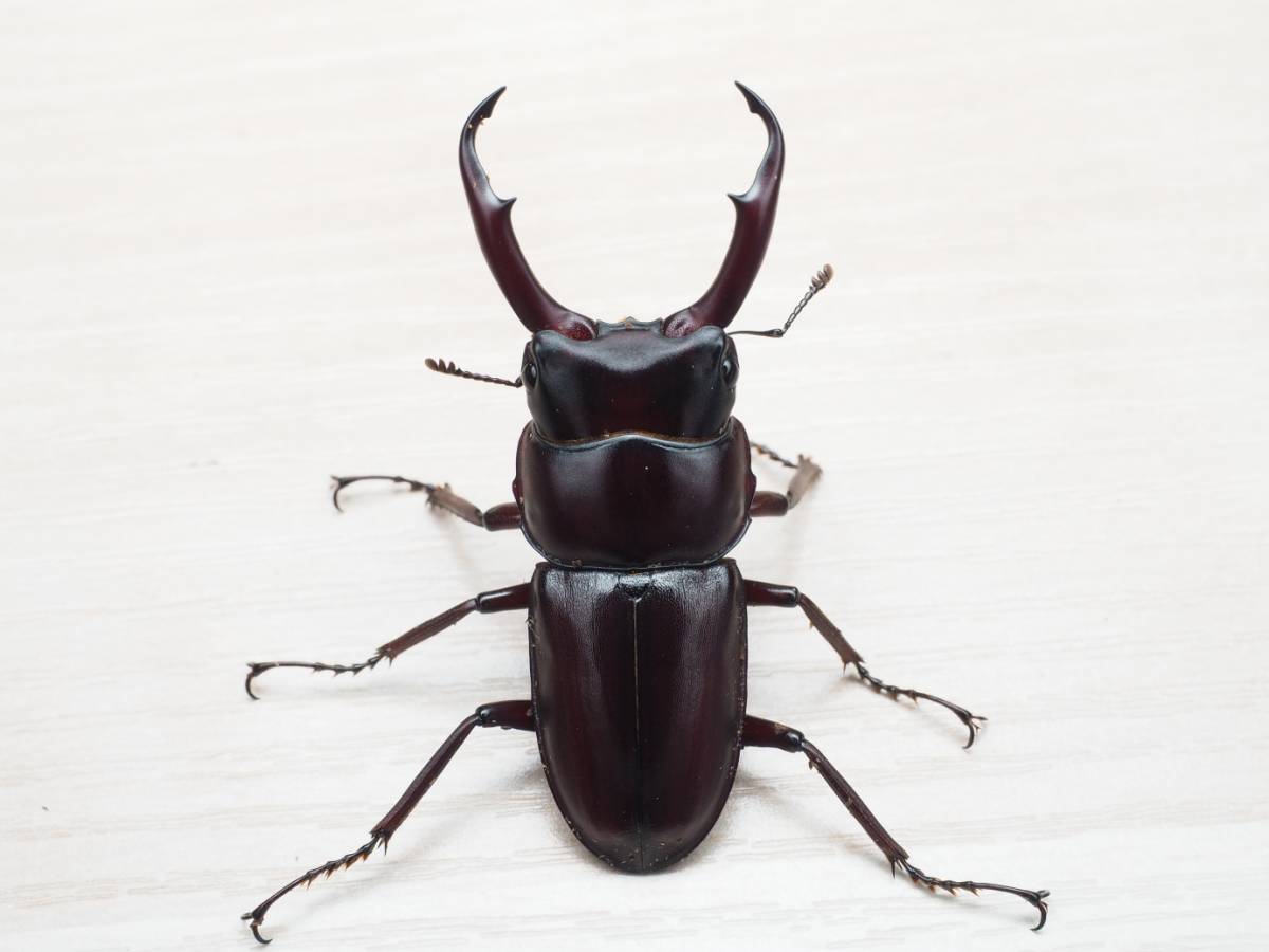 限定セール，お得 飼育品 トカラコクワガタ 中之島産CBF1 ♂♀♀トリオ ♂46mm(国産)｜売買されたオークション情報、yahooの商品情報をアーカイブ公開 - オークファン 国産