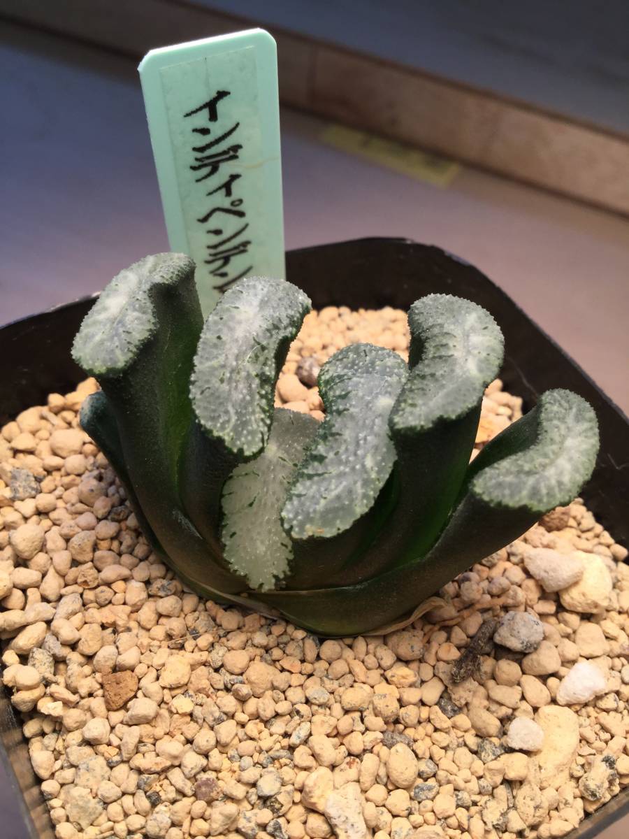 低価，送料無料 インディペンデント 多肉植物 ハオルチア 玉扇(サボテン)｜売買されたオークション情報、yahooの商品情報をアーカイブ公開 - オークファン サボテン