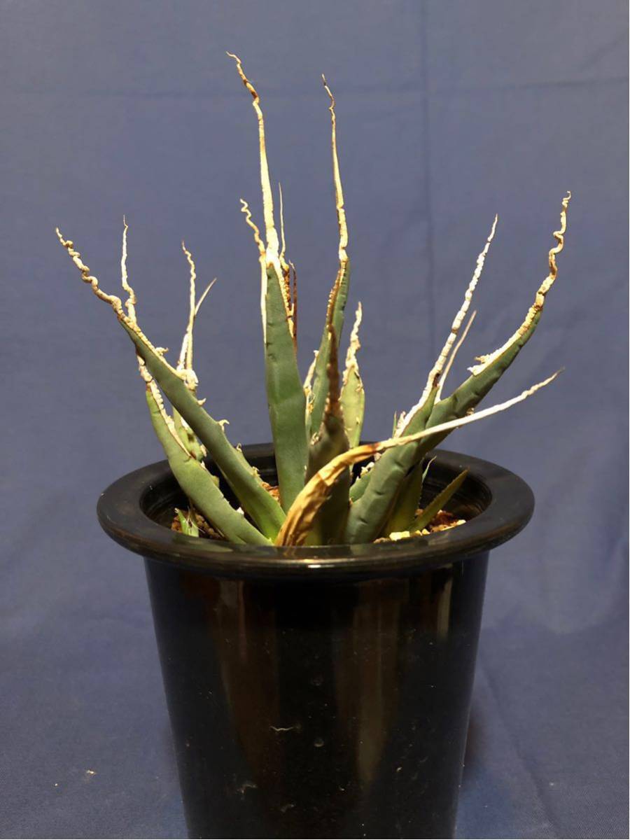 Agave uthaensis eborispina アガベ ユタエンシス エボリスピナ 陽炎