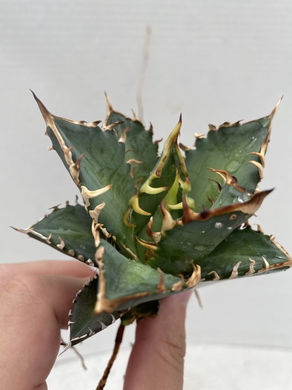 セ33 【コレクション株・多肉植物】アガベ レッドキャットウィーズル