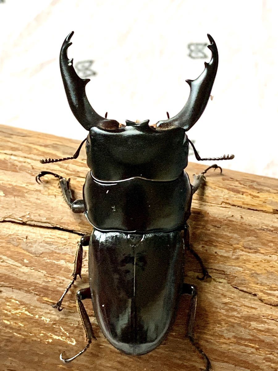 HOT，大人気 レア ベトナム ライチャウ産 ダエダリオン 新成虫ペア WDF1 ♂57♀31(外国産)｜売買されたオークション情報、yahooの商品情報をアーカイブ公開 - オークファン 外国産