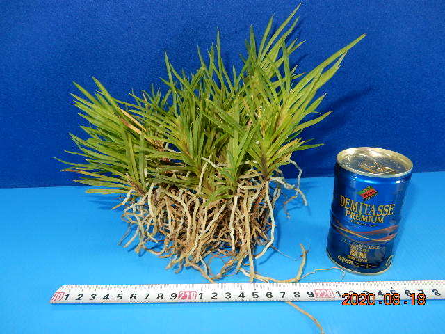 洋蘭 原種 デンドロビューム 着生ラン：フウラン：風蘭 根ほぐし株》 栽培植物《富貴蘭 《富貴蘭　阿波針紅　根ほぐし株》　着生ラン：フウラン：風蘭：山野草：東洋蘭