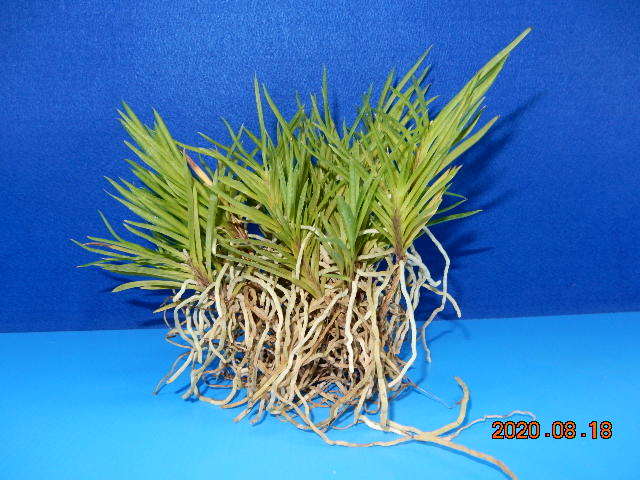 洋蘭 原種 デンドロビューム 着生ラン：フウラン：風蘭 根ほぐし株》 栽培植物《富貴蘭 《富貴蘭　阿波針紅　根ほぐし株》　着生ラン：フウラン：風蘭：山野草：東洋蘭