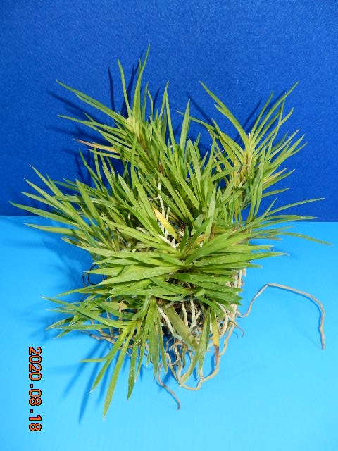洋蘭 原種 デンドロビューム 着生ラン：フウラン：風蘭 根ほぐし株》 栽培植物《富貴蘭 《富貴蘭　阿波針紅　根ほぐし株》　着生ラン：フウラン：風蘭：山野草：東洋蘭
