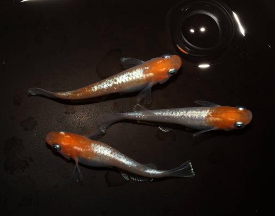 2026，新品 Azuma ブロンズ紅白体外光 画像の親種個体から産まれた稚魚10匹(めだか)｜売買されたオークション情報、yahooの商品情報をアーカイブ公開 - オークファン めだか