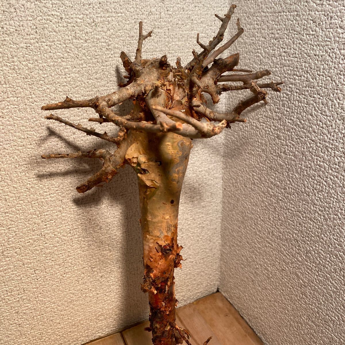 コミフォラ ホルトジアナ / Commiphora holtziana【灌木 塊根
