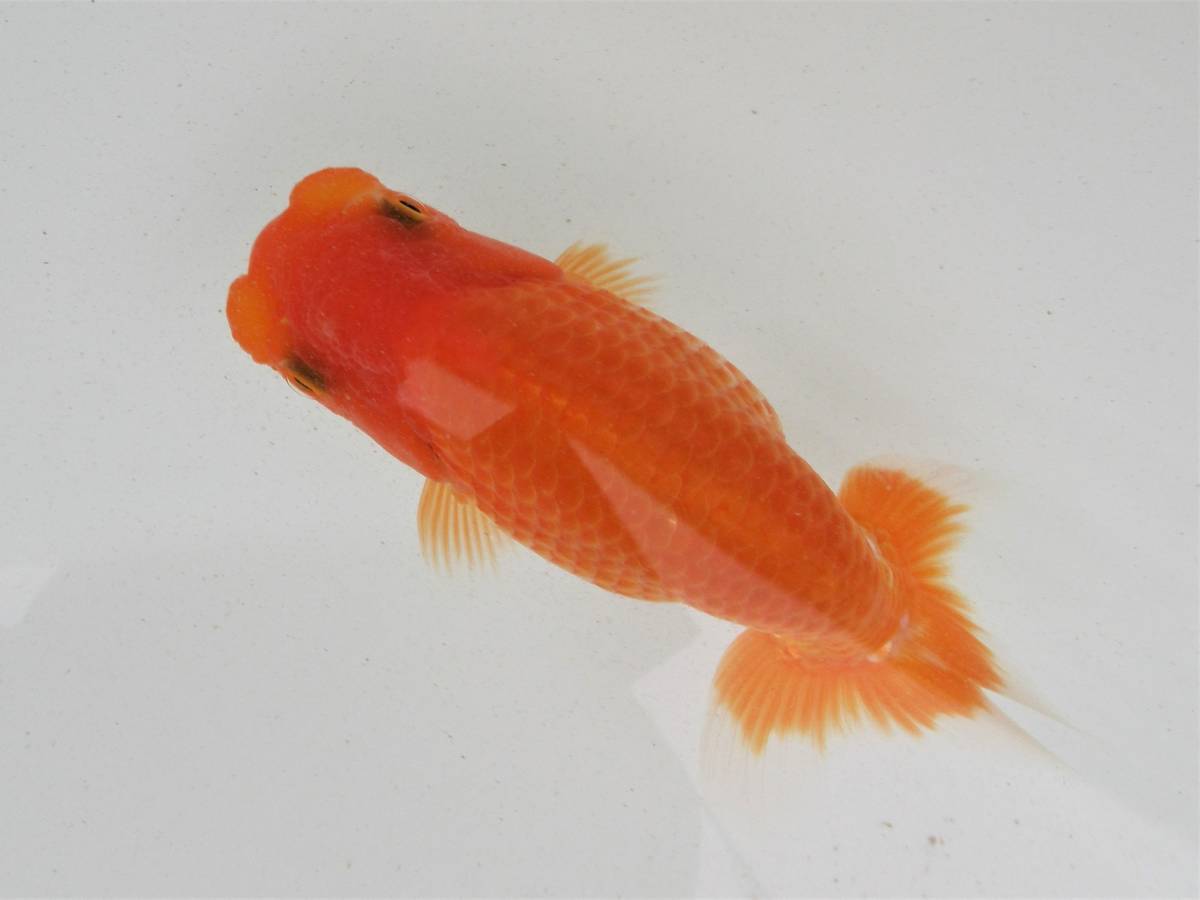 人気セール，正規品 天明らんちゅう 厳選本命魚 特選魚 当歳 鱗の綺麗な 大会用 B4(らんちゅう)｜売買されたオークション情報、yahooの商品情報をアーカイブ公開 - オークファン らんちゅう