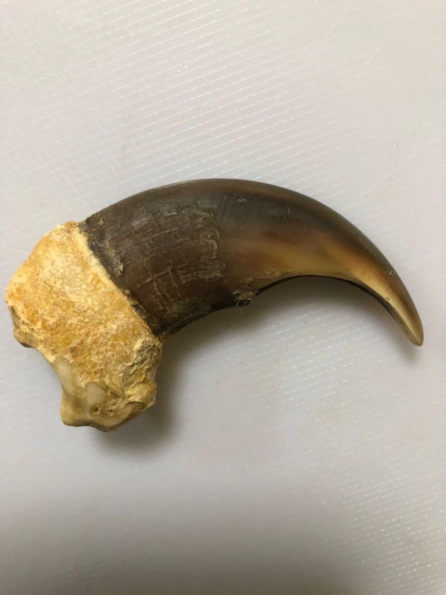 羆 熊の爪 bigサイズ 7、9cm 羆 - Yahoo!オークション クマ ヒグマの爪 歯 巨大 爪 73.8㎜熊 熊の爪