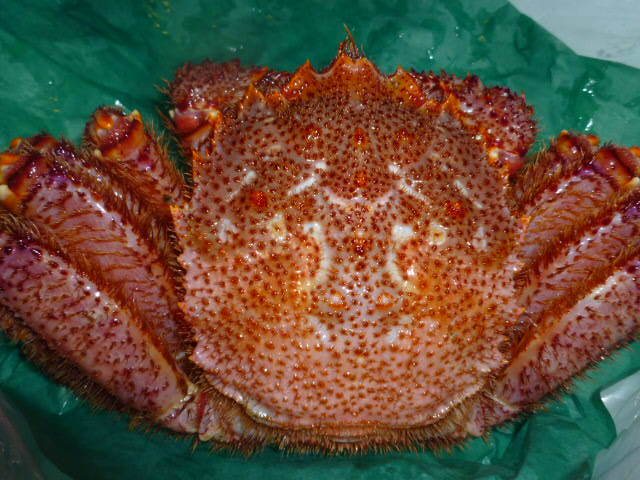 北海北の味】活目2.7kｇ【北海道産堅ボイル未冷凍毛ガニ】超特大訳なし2尾入り1.8kg身入り9割以上落札後すぐ発送可能な方 北海 極上・数量限定商品 北の味活・堅毛蟹北道産産 北の味 北海北の味身入り90％極上特盛超特大北海道産堅ボイル未冷凍 北海北の味活堅BIG北海道産超特大活毛蟹超特大極上商品