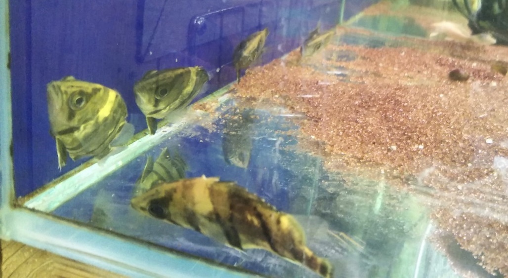 ダトニオリアルバンド崩れ6匹セット売り！限定1セット！_1