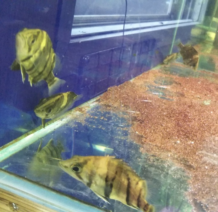 ダトニオリアルバンド崩れ6匹セット売り！限定1セット！_3