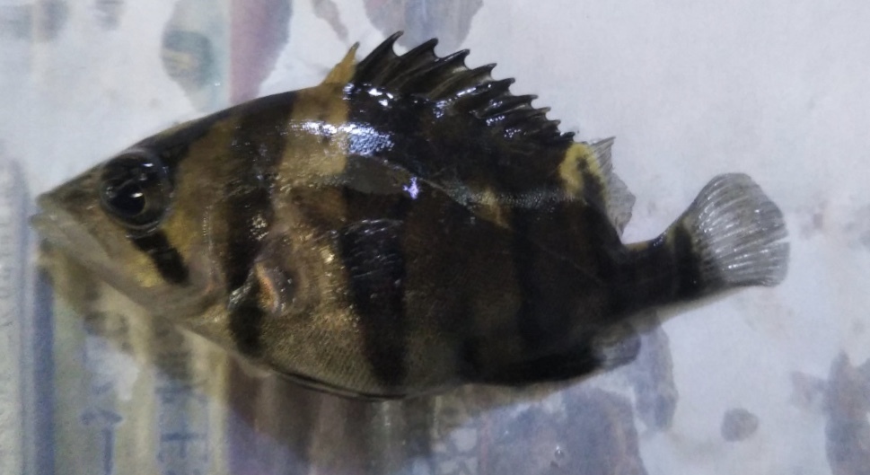 ダトニオリアルバンド崩れ6匹セット売り！限定1セット！_6