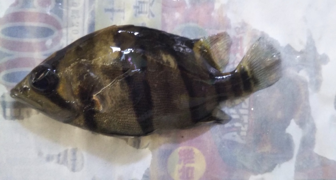 ダトニオリアルバンド崩れ6匹セット売り！限定1セット！_7