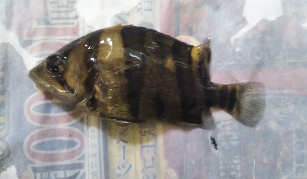 ダトニオリアルバンド崩れ6匹セット売り！限定1セット！_9