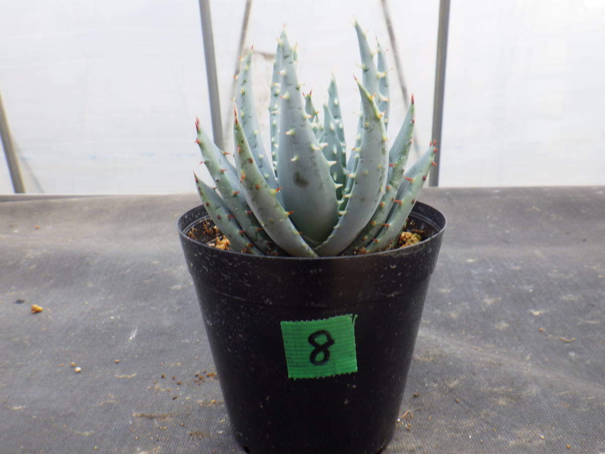 アロエ ペグレラエ 実生株 Aloe Peglerae 3 5号鉢植え 8 アロエ 売買されたオークション情報 Yahooの商品情報をアーカイブ公開 オークファン Aucfan Com