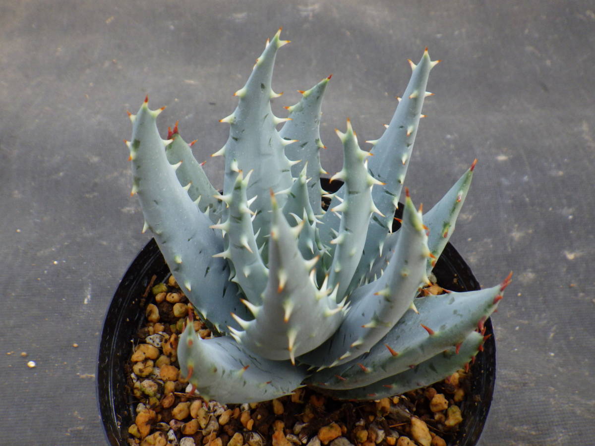 アロエ ペグレラエ 実生株 Aloe Peglerae 3 5号鉢植え 8 アロエ 売買されたオークション情報 Yahooの商品情報をアーカイブ公開 オークファン Aucfan Com