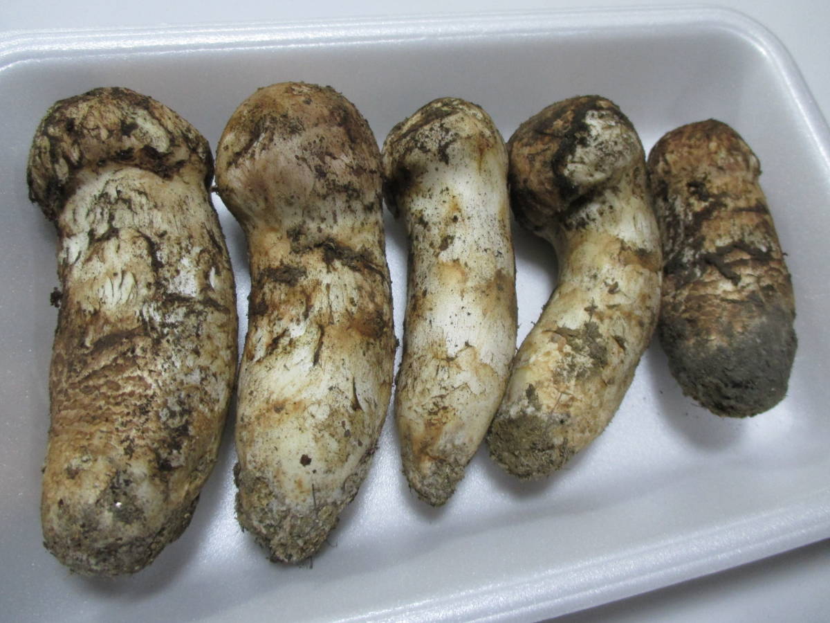 国産 長野県 松茸 203g つぼみ 信州 松茸 長野県産 信州産 スーパー 