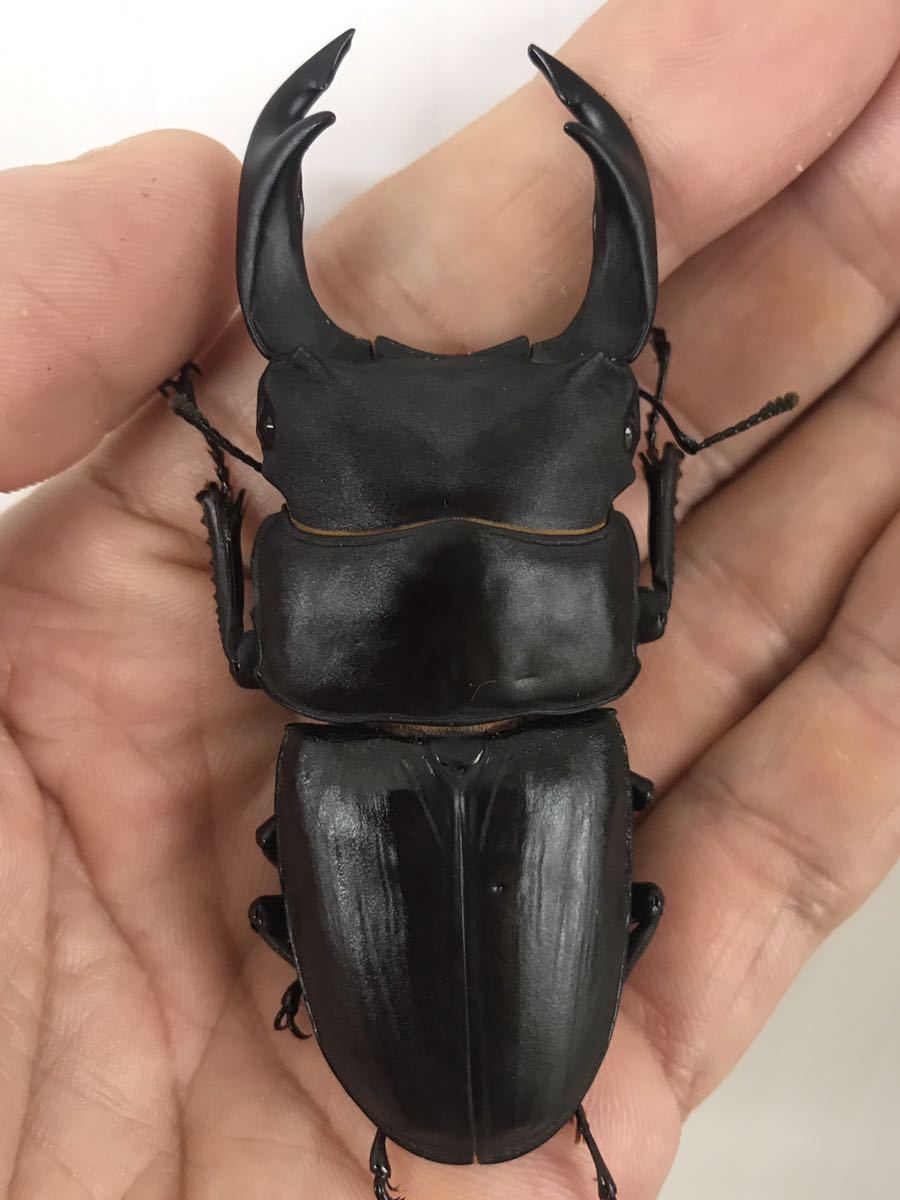 新成虫 マツノ久留米系統オオクワガタ 同腹ペア Part12♂82mm 久留米 