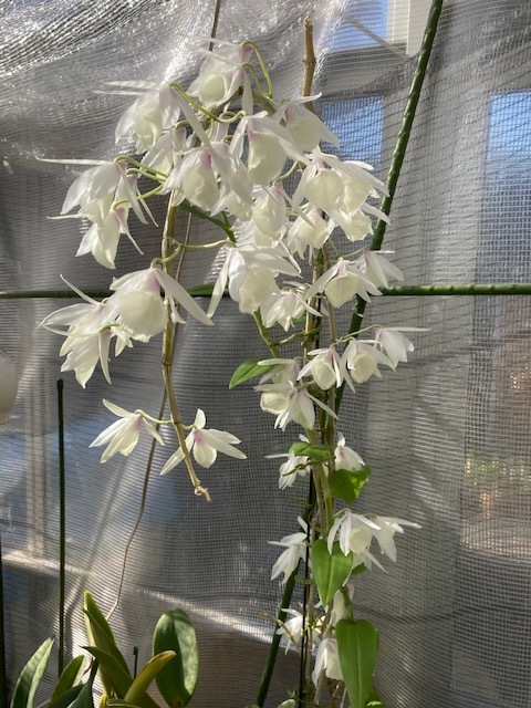洋蘭原種デンドロ Den.pierardii f.albescens Lucky Boy' SM/JOGA 1