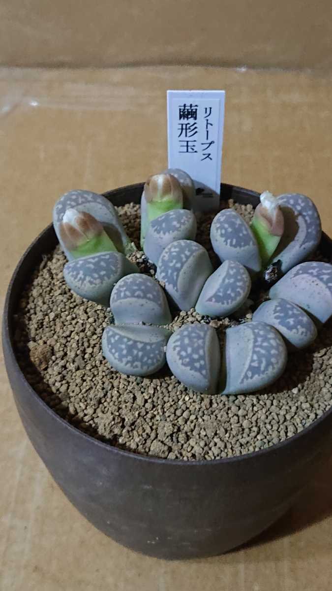 多肉植物 メセン リトープス 繭形玉 3 5号鉢 サボテン 売買されたオークション情報 Yahooの商品情報をアーカイブ公開 オークファン Aucfan Com