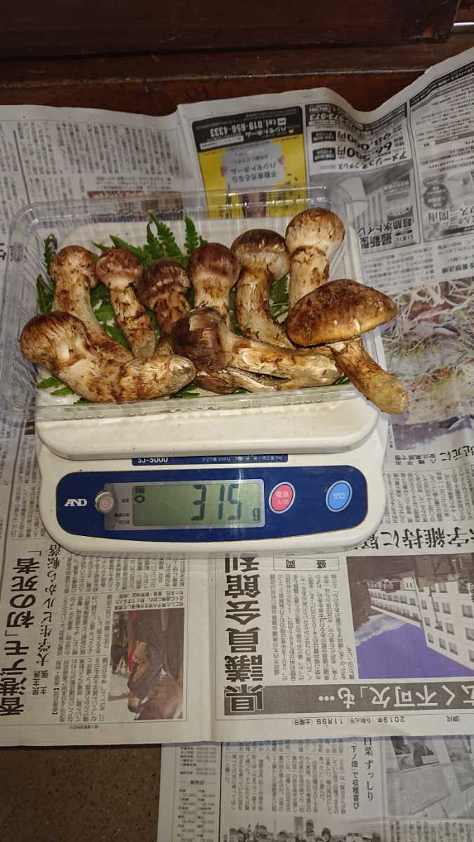 岩手県産　宮古産　松茸　10/8朝採れ　特上品　512g 10/10まで出品 公式通販 | 岩手県産松茸 採れ次第発送！：岩手県産のマツタケ｜食べ