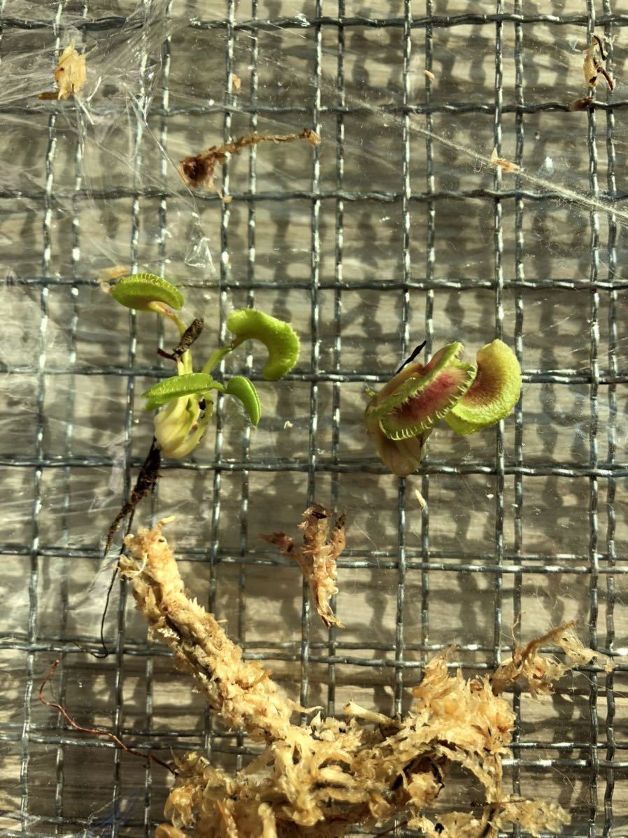 食虫植物 ※Dionaea muscipula 'BCP Kim Jong-un' ハエトリソウ