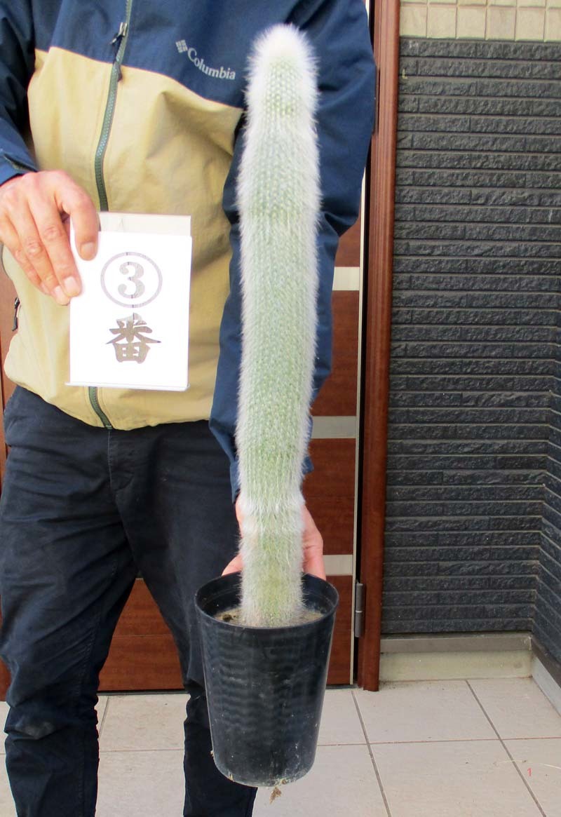 【安い，送料無料】 現品 柱サボテン 吹雪柱 フブキチュウ 5号 Ⅲ(サボテン)｜売買されたオークション情報、yahooの商品情報をアーカイブ公開 - オークファン サボテン