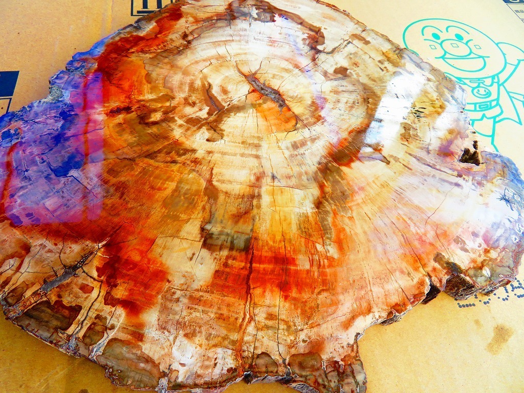 絶品☆両面研磨☆北米アリゾナ産☆化石珪化木10000分の1の三畳紀 標本