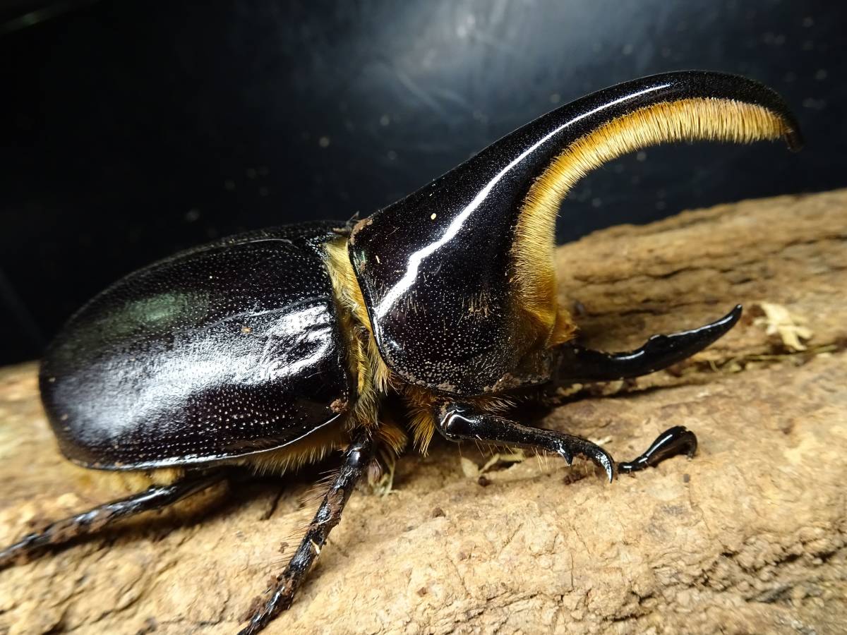 サタンオオカブト 93mm 成虫オス単品 大型血統 ビーラボ血統証明書付き 死着保証 完品 Sb1a 外国産 売買されたオークション情報 Yahooの商品情報をアーカイブ公開 オークファン Aucfan Com