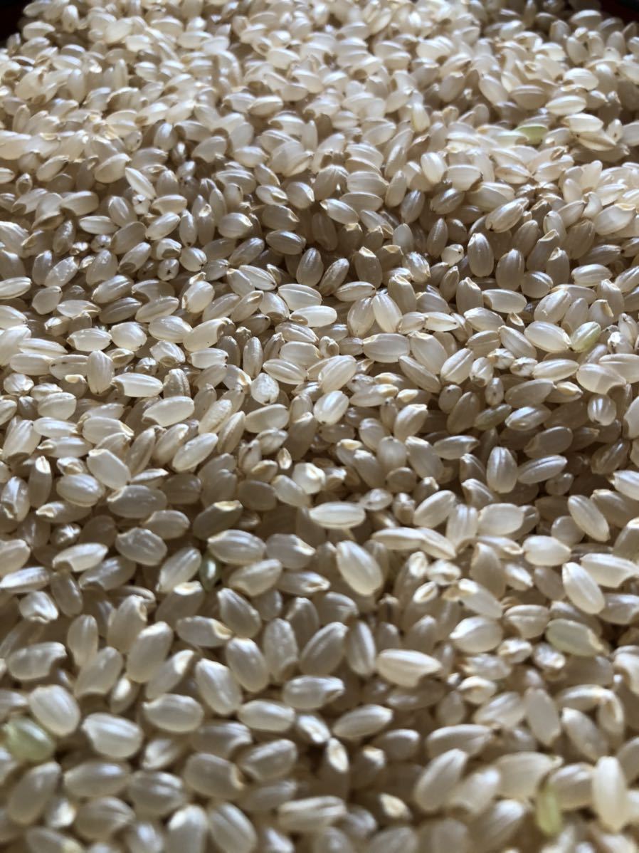 残りわずか 秋田県産あきたこまち玄米20kg 米【令和7年産