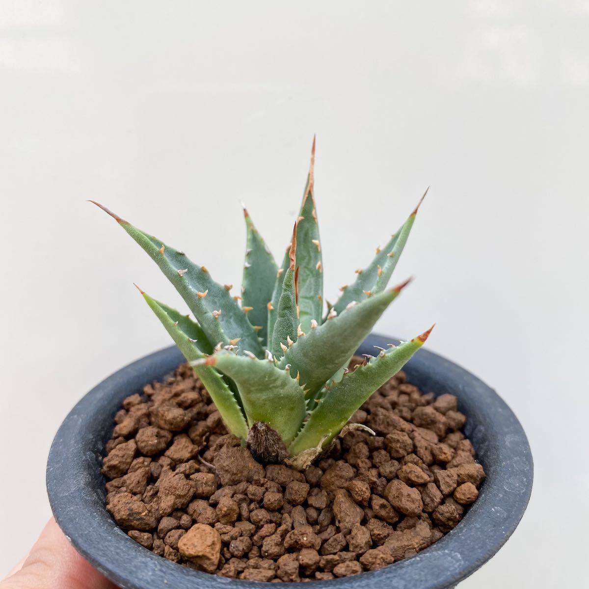 1円スタート】【実生選抜】Agave utahensis ssp. utahensis / アガベ